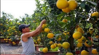 How to Harvest Pomelo  Pomelo Harvesting amp Agriculture amp Processing Technology [upl. by Haim720]