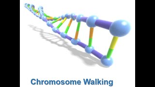 Genomic DNA Library Chromosome Walking and Chromosome Jumping [upl. by Llerruj]