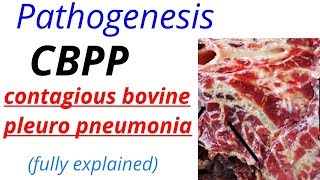 Pathogenesis  CBPP  Contagious bovine pleuro pneumonia [upl. by Lleral362]