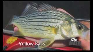 Iowa Great Lakes Fishing Guides JTG Expeditions Intro to Yellow Bass [upl. by Lyns]