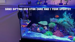 Sand sifting star fish sea star care and update [upl. by Luahs]