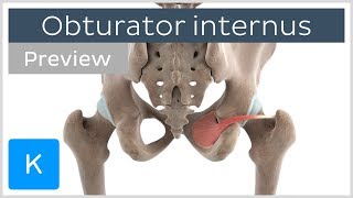 Functions of the obturator internus muscle preview  3D Human Anatomy  Kenhub [upl. by Aronoff]