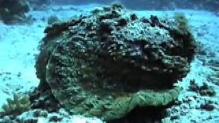 Stonefish swimming [upl. by Eilra]