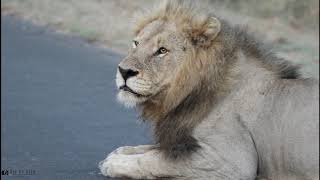 Skybed Male Lions Kruger National Park  Big on Wild Wildlife Videos [upl. by Einnhoj]