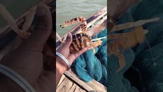 Crab fish fishingvideo [upl. by Garcon]