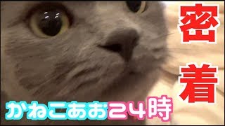 【密着】かねこあお２４時 [upl. by Madelon667]