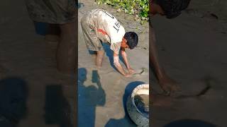 Koi fish catching by hand in village canal koifish [upl. by Wileen996]