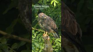 Watch this majestic Buzzard scout its prey birds [upl. by Purse]