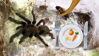 Preparing healthy FOOD for my TARANTULAS  feat Elvarg [upl. by Beaston]