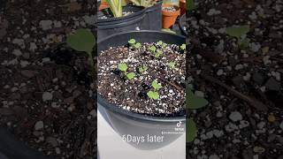 Sowing in radish seeds 6day germination results germinatingseeds plants garden homegarden [upl. by Ramor]