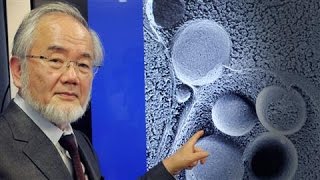 SelfEating Cell Research Wins Nobel in Medicine [upl. by Minica]