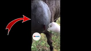 Massive Abscess on horse [upl. by Eerhs724]