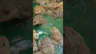 Master Frog Care in Just 5 Minutes a Day 7 [upl. by Wampler]