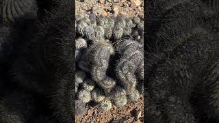 Crested Copiapoa monster in habitat 🤯 Has to be over 200 years old [upl. by Repsag]