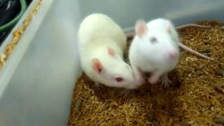 Pharmacology routes if drug administration using albino rat [upl. by Bernt549]