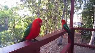 Attractive Australian King Parrot [upl. by Haroldson]