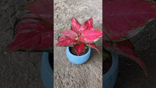 👌👍How to easy grow Aglonema red plant music songloveplanttalk plantmusicplantlifefritillaria [upl. by Ahsilem7]