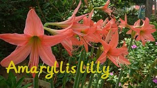 what is Amaryllis lillyblooms in summer [upl. by Jerrilyn596]