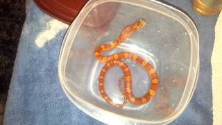 Rose Red Blood Red Corn Snake Feeding  Updates  Announcements [upl. by Nohtahoj]