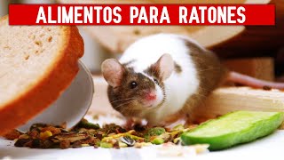 ALIMENTOS PARA RATONES  Alimentación de los ratones domésticos árabes [upl. by Acired]