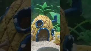 Spongebob Aquarium Setup [upl. by Trah]