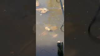 Carp Fishing  fishing bigfish carp catchandrelease fyp foryou viralvideo 2024 [upl. by Ledniahs58]