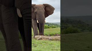 Elephant bull chases crocodile from fresh water drinking spot in africa [upl. by Sharman]