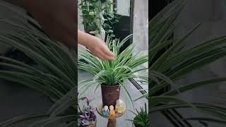 How to grow and care spider plant at home spiderplant gardening indoorplants [upl. by Laro]