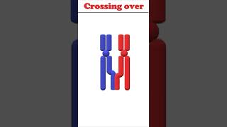 Crossing over animation biology crossingover [upl. by Drus]