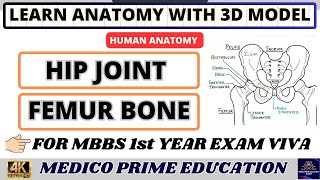 Hip joint Model  Anatomy of Hip joint  Femur Bone Anatomy  Femur Bone side determination mbbs [upl. by Tilla]