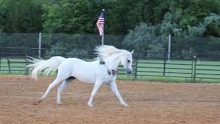 RUSTIC RIVER RODEO HIGHLIGHT [upl. by Ronacin]