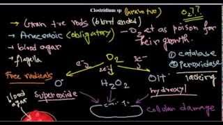 Clostridium sp introduction [upl. by Press]