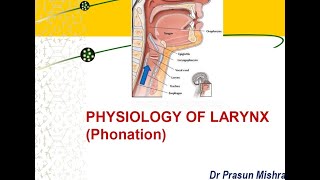 Physiology Of Larynx  Phonation [upl. by Artemis]