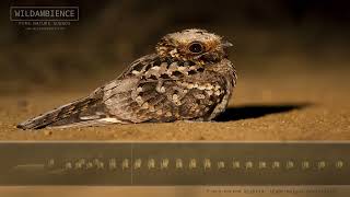 Fierynecked Nightjar Call amp Sounds  An iconic night sound of the African bush [upl. by Suiratnauq83]