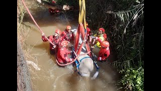 Rescatada una yegua desorientada en el antiguo caz de la Esgararvita en Alcalá de Henares [upl. by Aluin258]