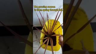 Dracaena marginata plant🌱shorts viralshorts ytshorts trendingshorts youtubeshorts plants [upl. by Che]