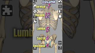 Vertebral Column  Anatomy medical 3d anatomy bones head neck shorts [upl. by Neeven547]