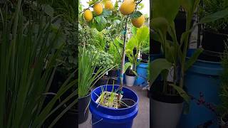 More Sweet amp Floral Lemon Tree Grow In 5 Gallon Bucket At Balcony garden plants [upl. by Ytsirc]