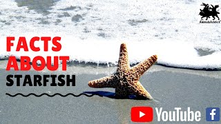 Amazing Facts About Starfish  StarFish Facts And Traits  Starfish facts for Kids  Animals Addict [upl. by Normie]