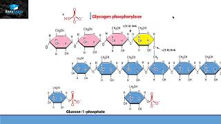 Glycogenolysis [upl. by Ettenhoj]