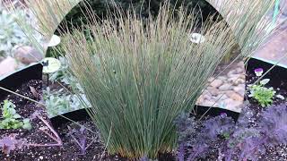 Rush Juncus inflexus  Plant Identification [upl. by Daigle]