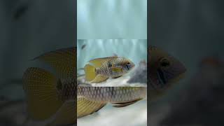 The Yellow Acara Aequidens Metae [upl. by Berne]