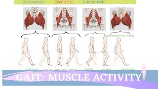 Gait Muscular Activity amp Action [upl. by Blessington]