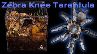 Zebra Knee Tarantula  Aphonopelma seemanni  Care Guide and Enclosure Set Up [upl. by Mcclimans]