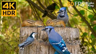 Cat TV for Cats to Watch 😺 Pretty Birds Chipmunks Squirrels 🐿 8 Hours 4K HDR 60FPS [upl. by Lucchesi44]