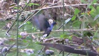 Tingua Azul Porphyrio martinica [upl. by Fai]