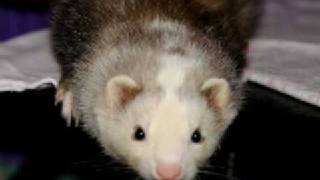 Please Help to Legalize Ferrets in California [upl. by Shu286]