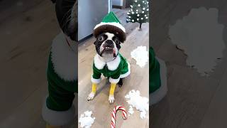 From Dog to Buddy the Elf [upl. by Joanie]