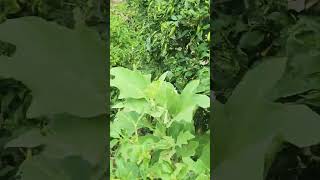 How to groe khetibadi organicfarmar farming nature organicfood organic veg [upl. by Semaj214]