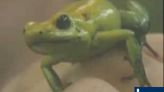 Frog Facts and Folklore Poisonous Frogs [upl. by Ellie369]